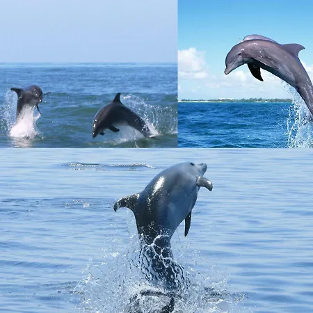 Lejlighed Casa S. Tiago